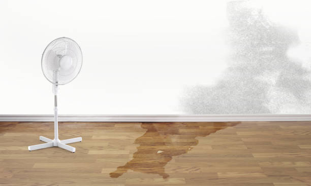 Best Carpet water damage restoration  in Collierville, TN