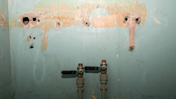 Best Professional water damage repair  in Collierville, TN